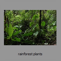 rainforest plants